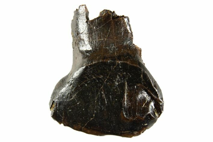 Fossil Nodosaur Tooth - Judith River Formation #313217